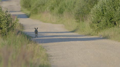 Wilder-Hase-Läuft-Und-Frisst-Auf-Der-Straße-In-Zeitlupe-Mit-Großen-Augen