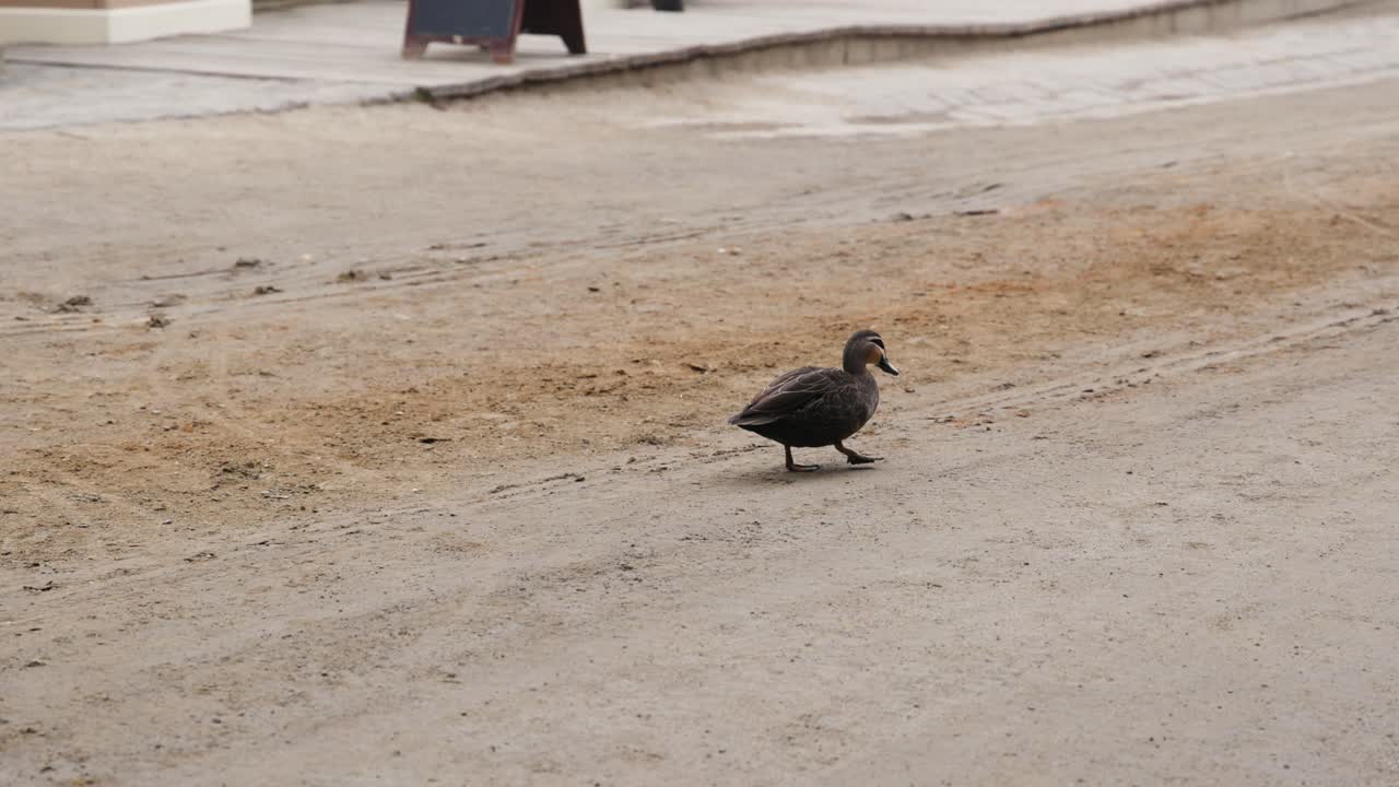 길을 고 있는 오리