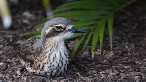 Brachvogel-Aus-Stein,-Der-Bewegungslos-In-Einem-Park-Sitzt-Und-Dann-Den-Kopf-Dreht