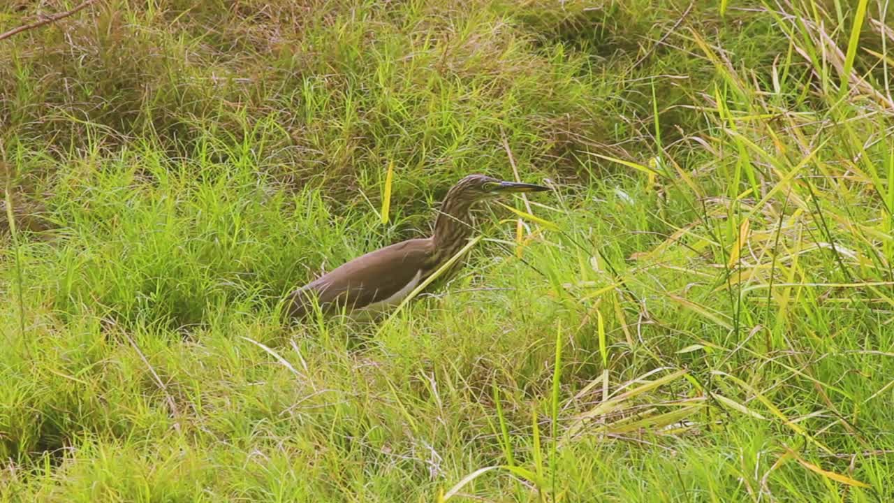 hermosa garza de estanque indio buscando caza en hierba y arbustos video de aves i marrón garza de estanque indio