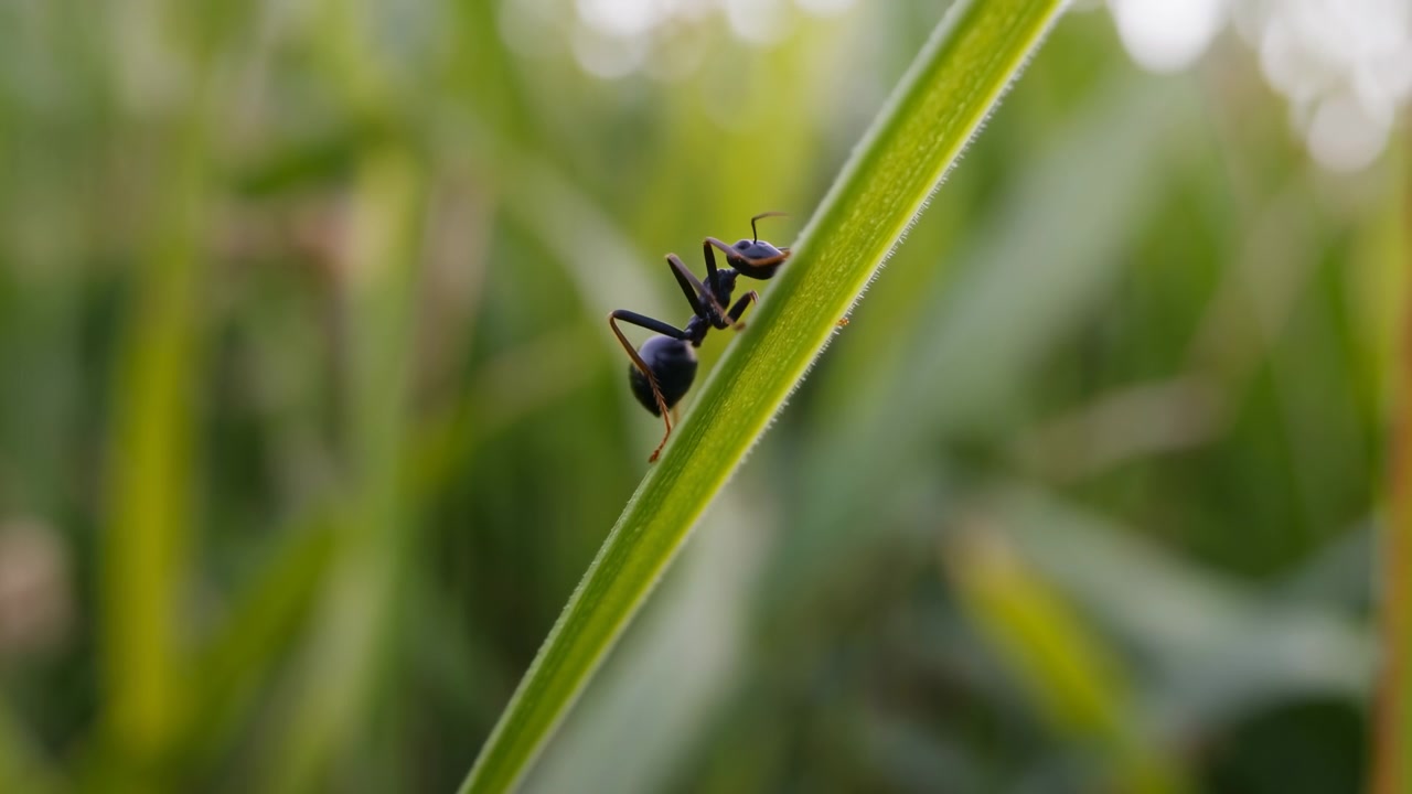 Formica nera dettagliata aggrappata a un filo d'erba verde brillante con morbido bokeh sullo sfondo, luce diurna vivida, texture del corpo minuta, antenne visibili, colori freschi all'aperto, osservazione tranquilla della natura.
