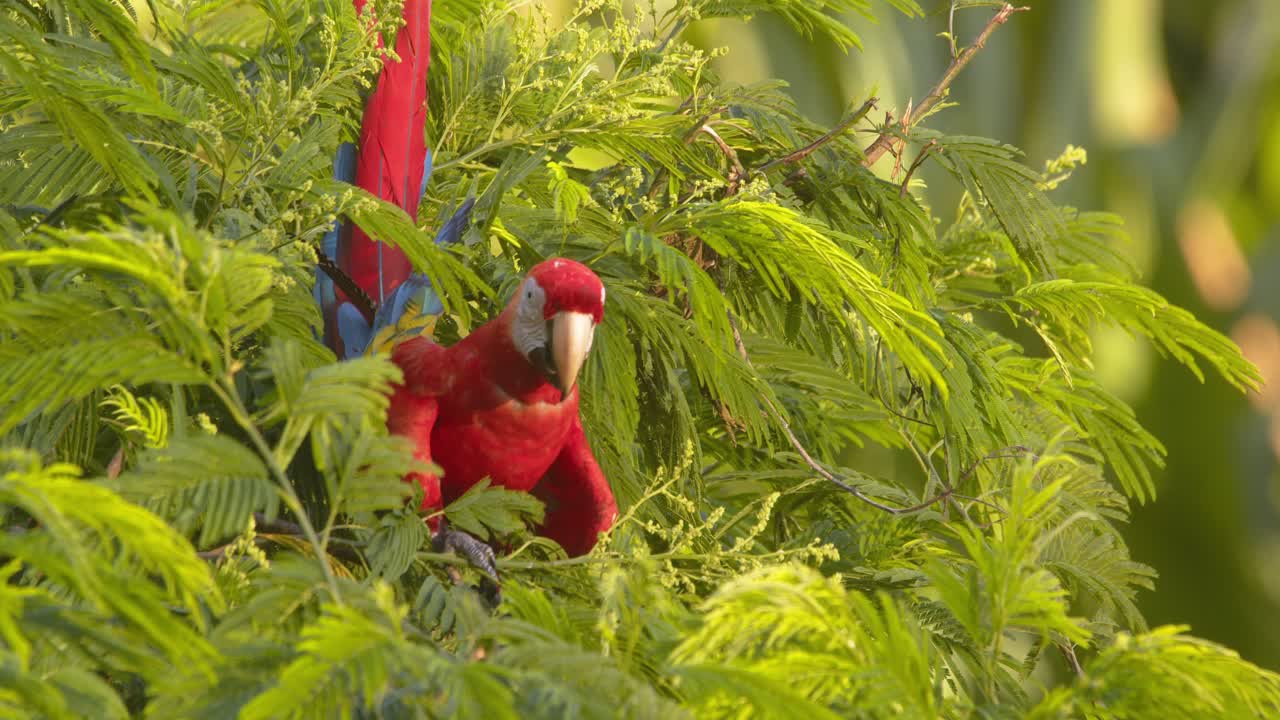 Colorful Scarlet Macaws Feeding Among Tree Branches in Peru’s Lush Rainforest on bright morning