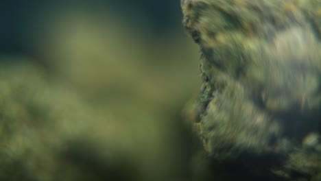 대마초 식물, 하이브리드 품종, 마리화나 꽃, 회전 스탠드, 느린 동작 120fps, 스튜디오 조명, 꿈 같은 필드 깊이
