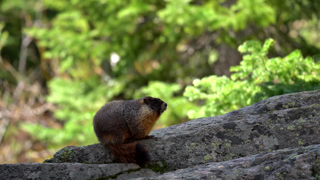 marmota de vientre amarillo en las montañas rocosas