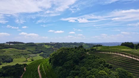 Aerial-view-of-green-fields-with-vines,-trees-and-fruit-plantations