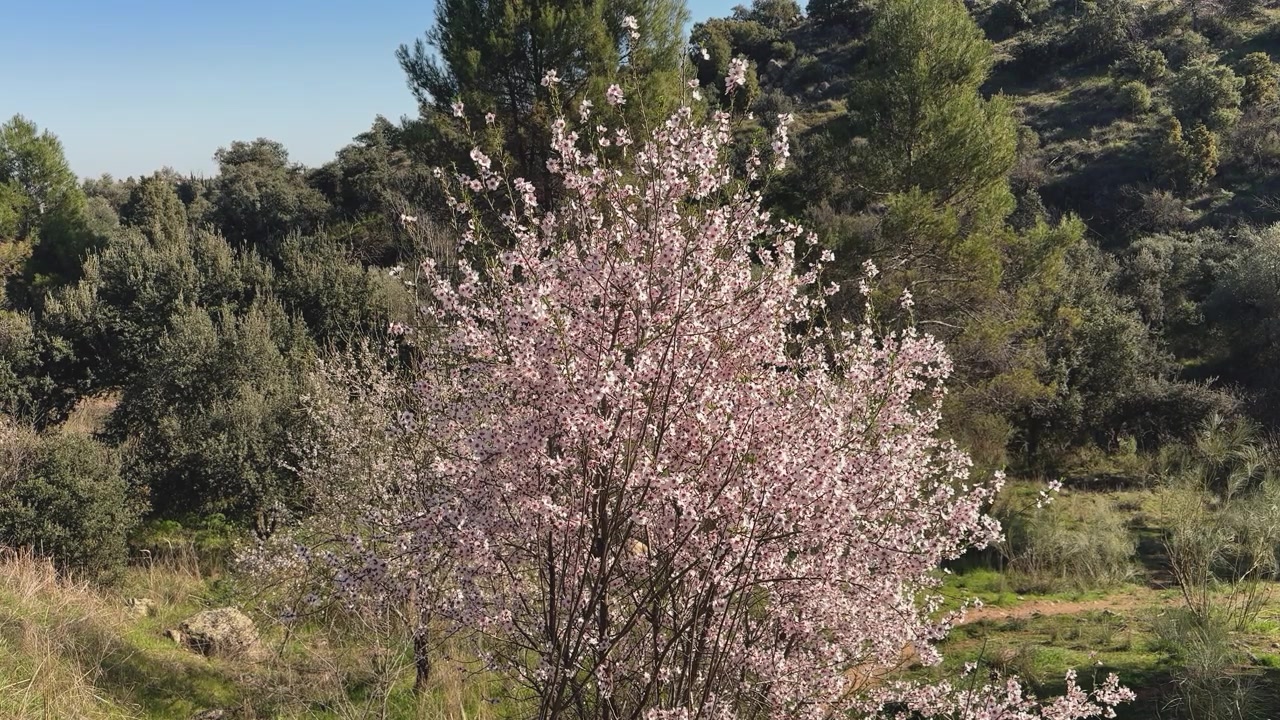 Ripresa al rallentatore di un mandorlo in fiore con fiori bianchi e petali che cadono occasionalmente, con una fitta foresta verde sullo sfondo.