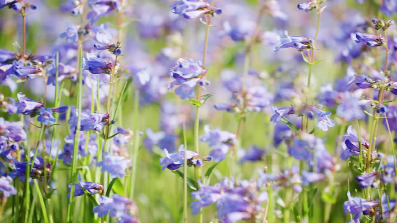 Littleflower Penstemon thriving in Colorado's outdoor open landscapes