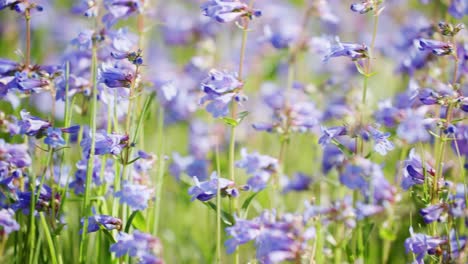 el pequeño penstemon florece en los paisajes abiertos al aire libre de colorado.