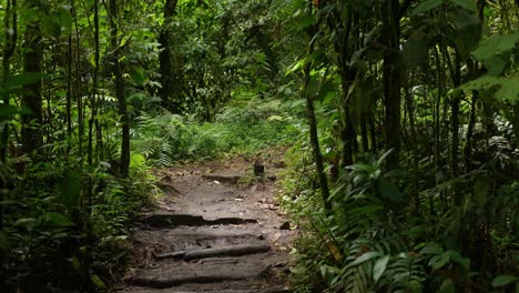 rainforest trail along with trees in the mountains