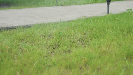 scenic view of green lawn being gently watered by hose spray, water droplets shimmering on blades with soft blur walkway background under warm sunlight