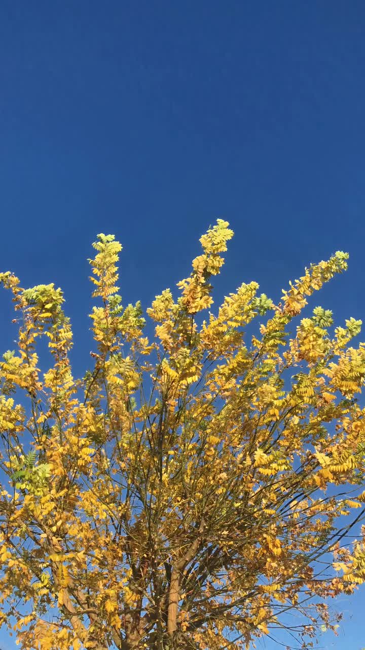 Golden Autumn Foliage Dancing Against Clear Blue Sky