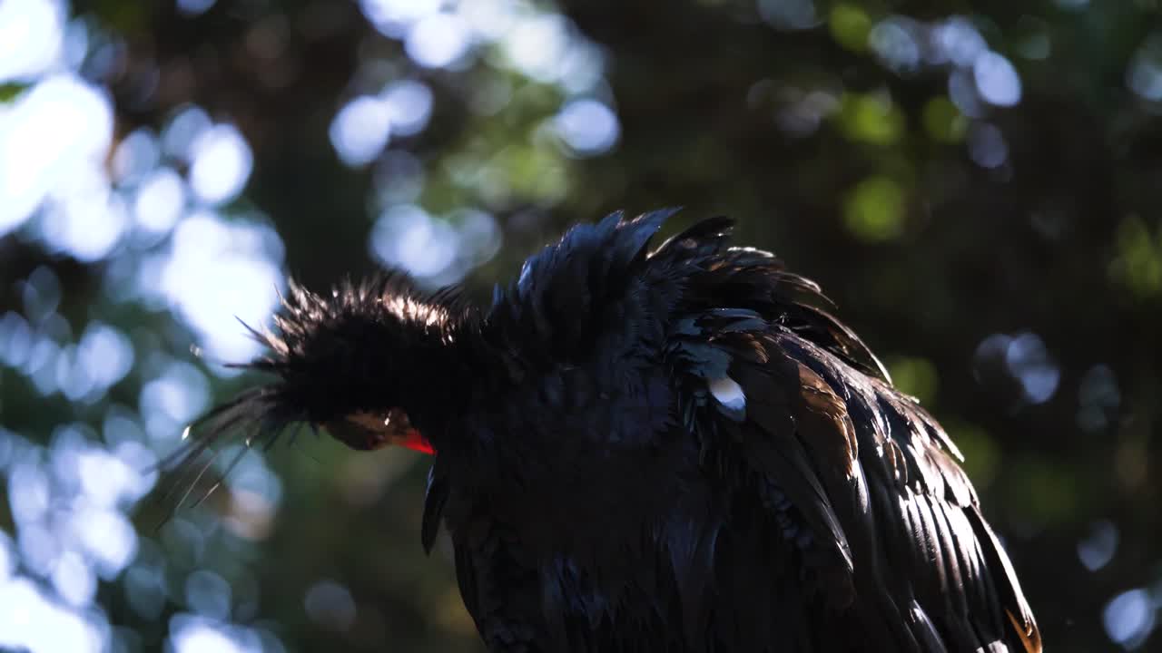 gracioso heremietibis mirando a su alrededor en la naturaleza