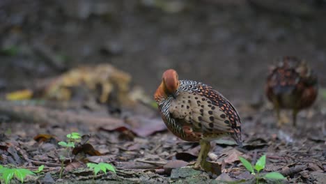 seen preening its feathers while the other walks away, ferruginous partridge caloperdix oculeus, thailand