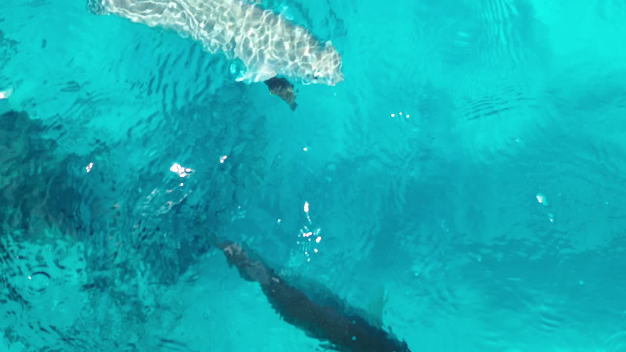 sobre el agua: azul claro, peces, belleza de coral