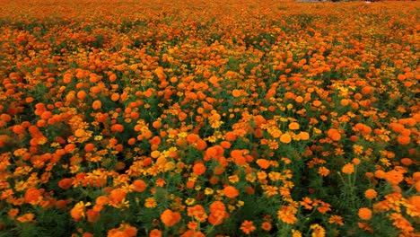 aerial footage of a marigold flower field