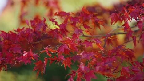 Dark red leaves of the maple tree on the delicate branches