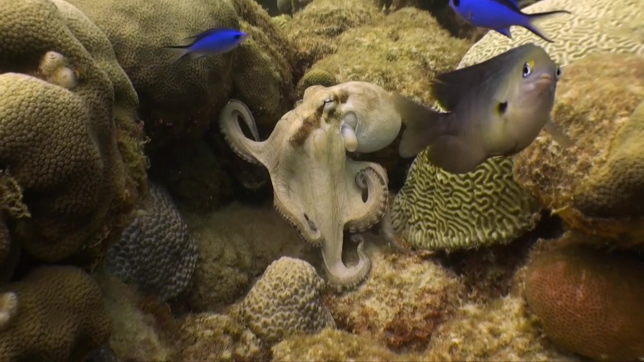 Un polpo curioso emerge dalla barriera corallina e inizia a nuotare con grazia attraverso l'inquadratura, i suoi tentacoli fluttuano mentre si muove nell'acqua tropicale limpida