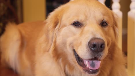 cerca de un perro golden retriever tumbado en el suelo de la casa, jadeando