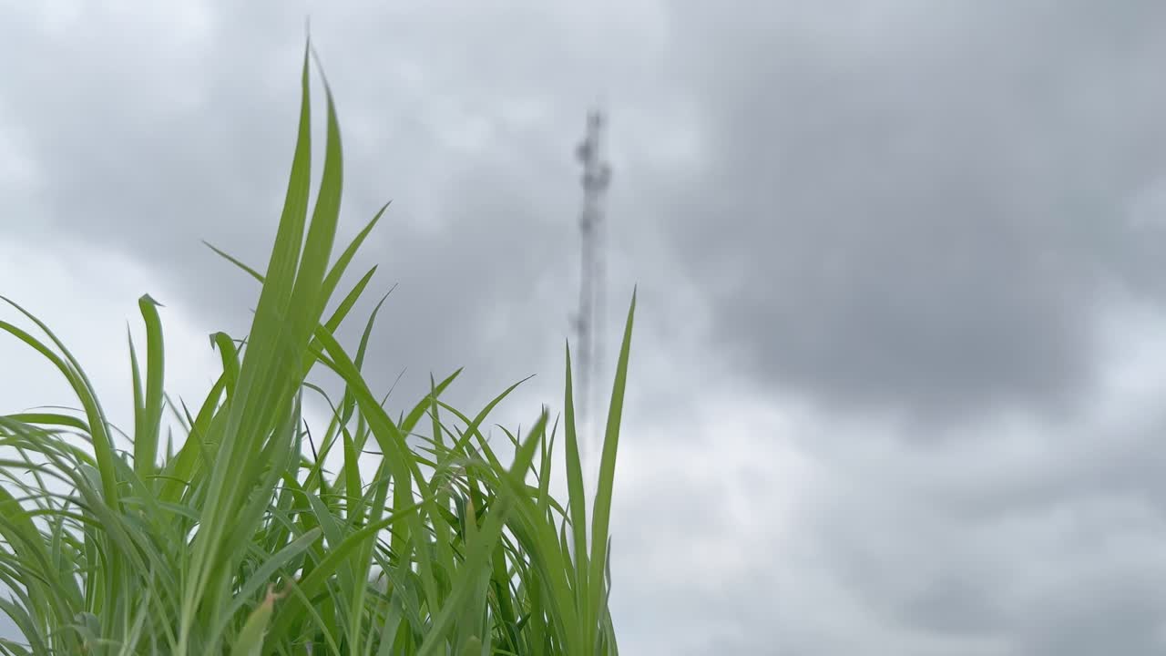 녹색 잔디의 클로즈업, 텔레커뮤니케이션, 네트워크, 타워를 바라보는 풀의 낮은 각도