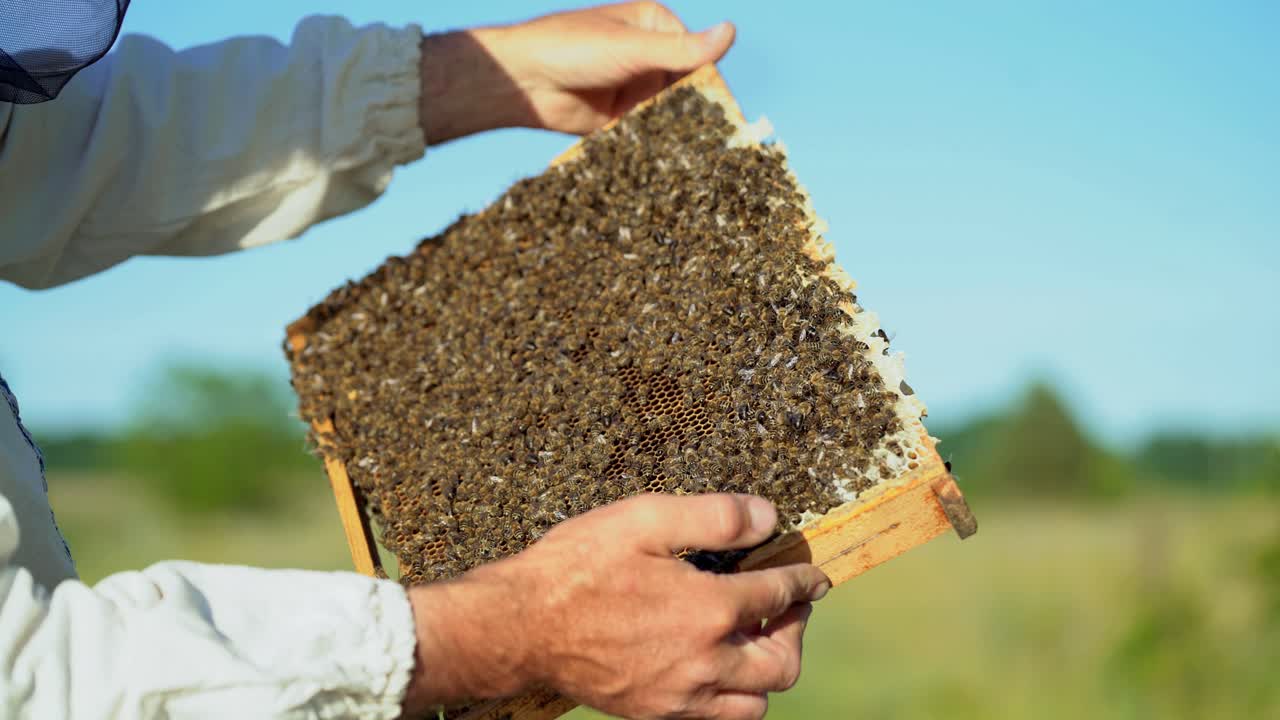 hand of man neatly holds a wooden frame with honeycomb on the background of the yard in the summer