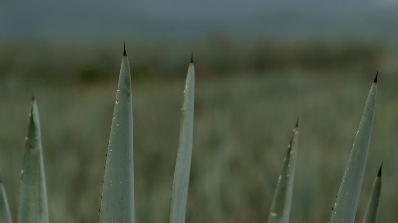 테킬라, 할리스코, 멕시코 산 사이의 용설란 필드