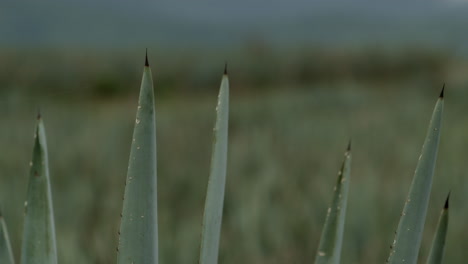 campos de agave entre las montañas de tequila, jalisco, méxico