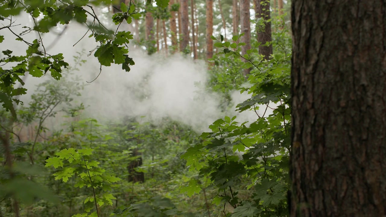 Sospetto incendio boschivo mentre un denso fumo grigio fluttua attraverso il bosco. Ripresa a mano.