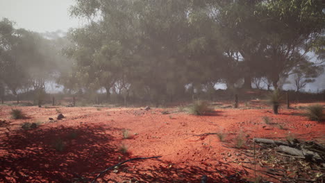 a misty forest with red sand
