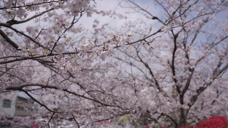 Sakura-Blüht-In-Japan,-Frühlingskonzept-Mit-Verschwommenem-Hintergrund