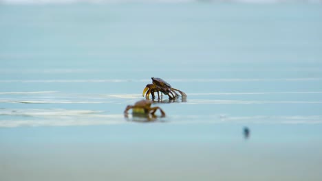 cangrejos que se arrastran en la orilla de la playa de kuakata en bangladesh, asia del sur