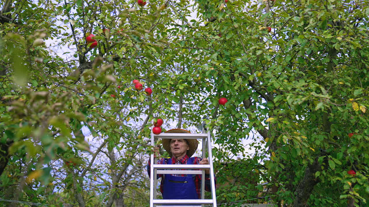 Harvesting apples. Farmer climbing the ladder to pick ripe fruits in the orchard. Mature man gardener in autumn fruit garden. Front view.