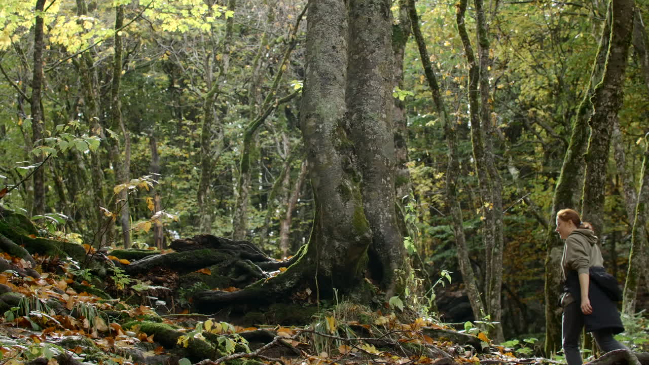 mujer caminando en el bosque de otoño
