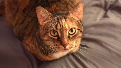 Tabby-cat-looks-up-with-curious-expression-waving-tail-on-grey-bedding