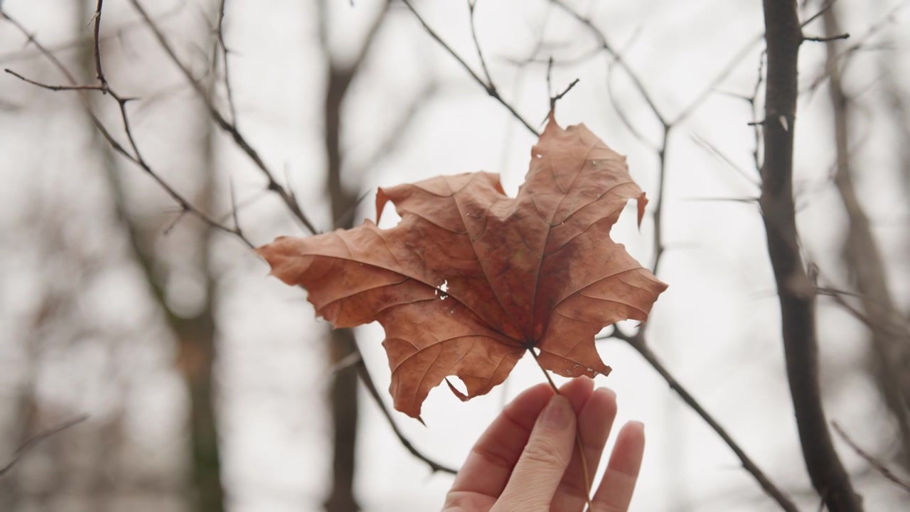 Foglia secca marrone impigliata su un ramo, sfondo di foresta nuvolosa con ramoscelli spogli, consistenza fragile e movimento sottile, composizione ravvicinata mostra venature delicate e un'atmosfera stagionale attenuata, quiete naturale