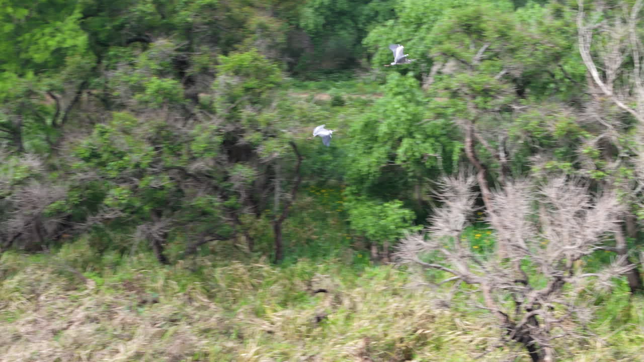 Aerial video capturing wild birds in their natural environment amidst sparse woodland and grassland. Drone footage showing biodiversity in mixed forest terrain with varying vegetation densities.