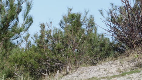 tilt down shot of beach dunes landscape with bushes and sand in summer time