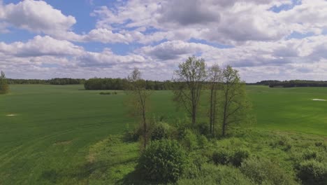 Begrünung-Von-Buschflächen-Neben-Begrünten-Feldern