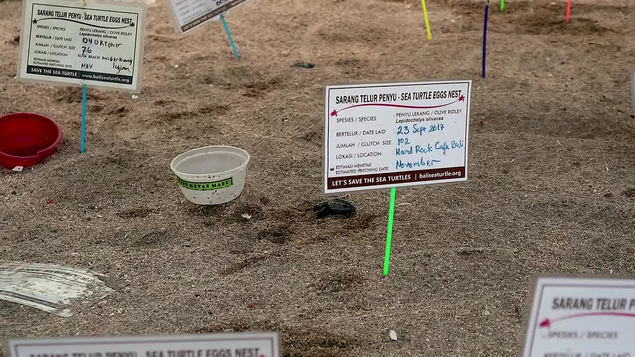 pequeña tortuga recién nacida arrastrándose hacia el agua del océano