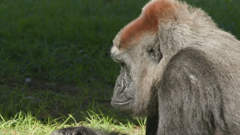 Eine-Nahaufnahme-Des-Kopfes-Eines-Gorillas