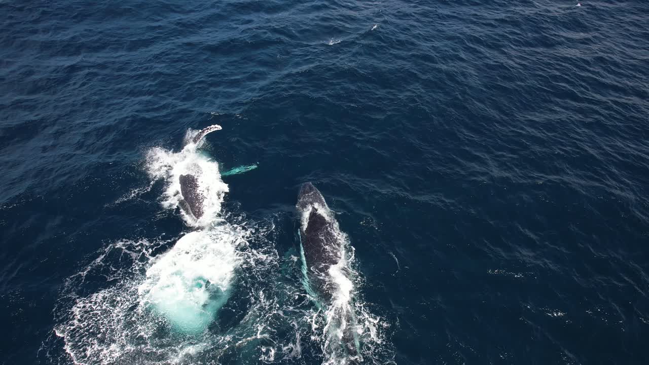 Vista panoramica di balene megattere che nuotano nell'oceano nel Nuovo Galles del Sud, Australia - ripresa aerea