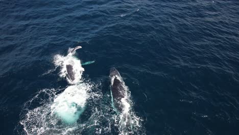 Vista-Panorámica-De-Ballenas-Jorobadas-Nadando-En-El-Océano-En-Nueva-Gales-Del-Sur,-Australia---Toma-Aérea