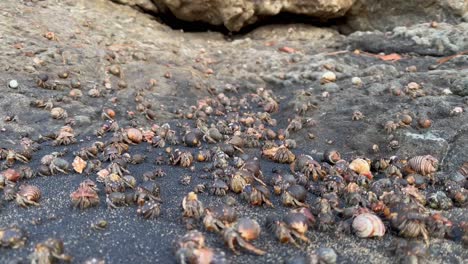 Hundreds-of-hermit-crabs-migrate-along-a-sandy-beach