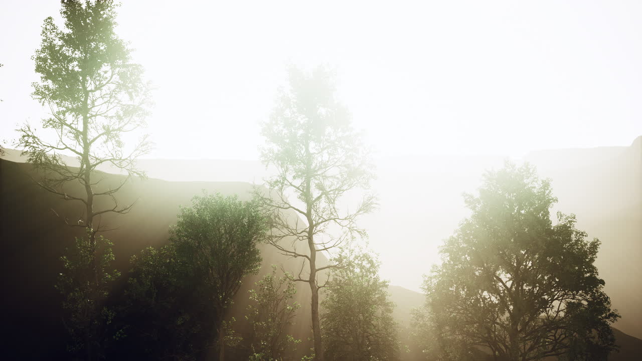 중국의 소나무와 후앙산 산