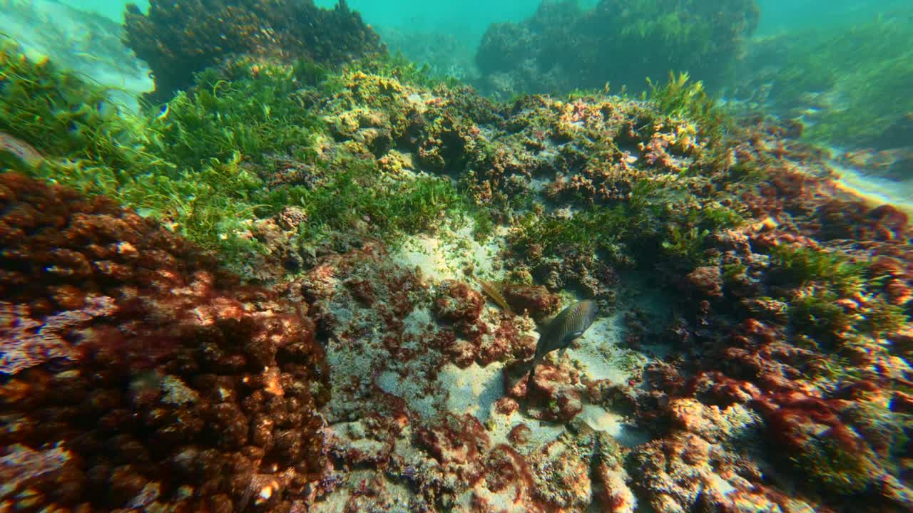 Svart trykkerfisk svømmer tett på den sandete havbunnen, omgitt av røde og grønne algedekte steiner og koraller