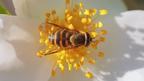 hoverflies, flower flies or syrphid flies, insect family syrphidae.they disguise themselves as dangerous insects wasps and bees.the adults of many species feed mainly on nectar and pollen flowers.