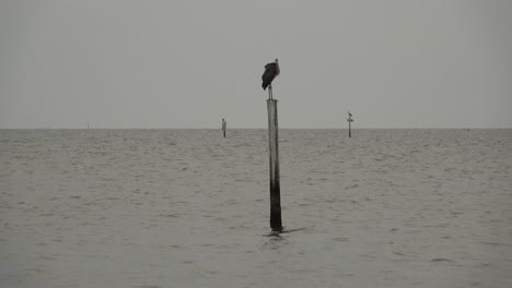 heron on a pole in mobile bay alabama