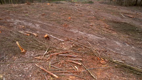 Schwere-Maschinenspuren-Laufen-über-Abgebrochene-Äste-Von-Abgeholzten-Waldparzellen