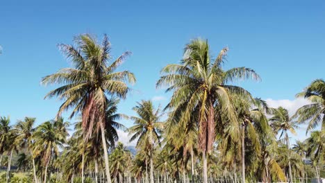 Imágenes-Cinematográficas-Ascendentes-De-Palmeras-De-Coco-Con-Cielo-Azul-Nublado