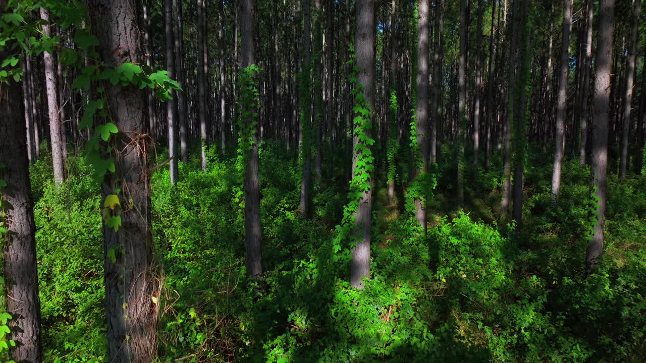 Sunny summer Glass House Mountains forest Sunshine Coast Queensland QLD Australia aerial drone Lutton Beerburrum Peachester State bush Tower Hill Gum Eucalyptus Para Rubber Trees backwards