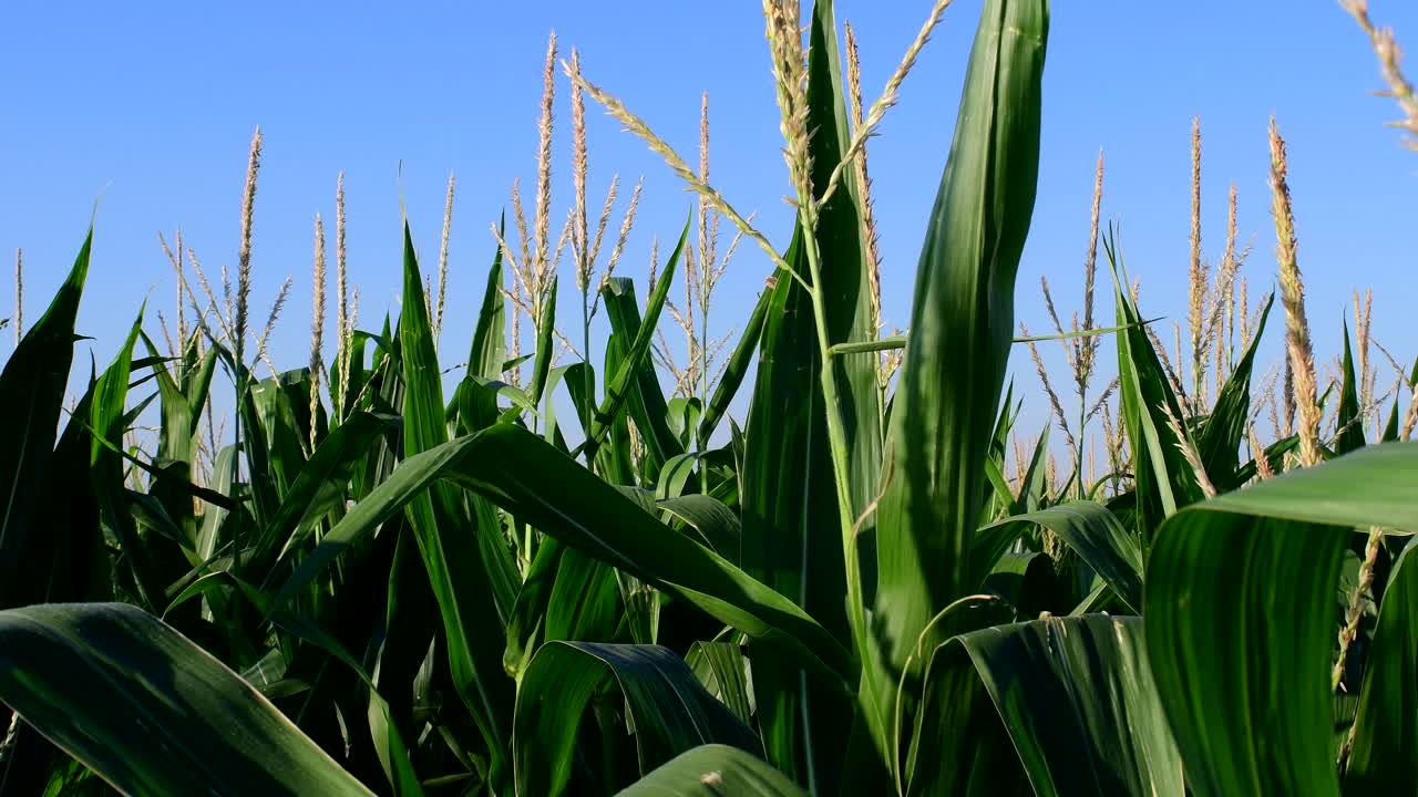 A low view of a corn field against the blue sky, late in the afternoon